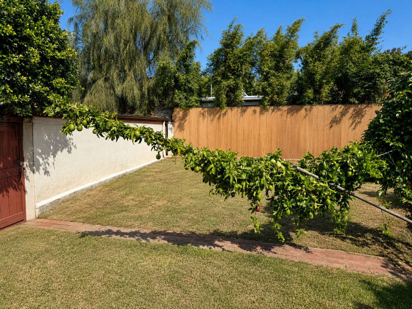 Backyard with citrus trees and lawn